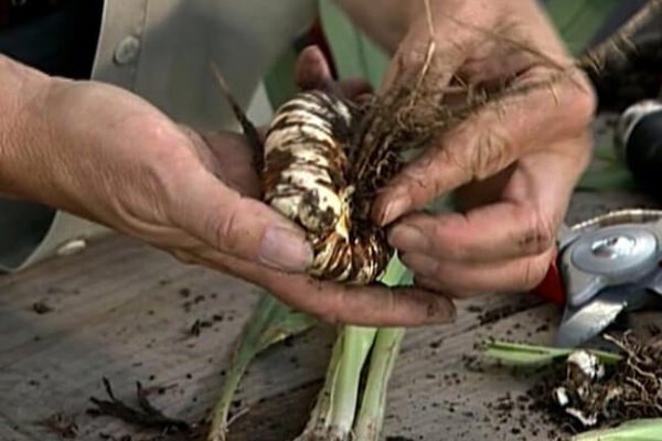 Актуальное зеркало на кракен